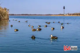 334份观鸟记录见证衡水湖绿色变迁图片