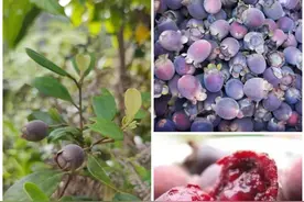 吃过这果子的人，多半留有难忘的情愫丨花颜鸟语图片