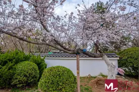 追繁花 | 泉城公园樱花烂漫，如诗如画醉游人图片
