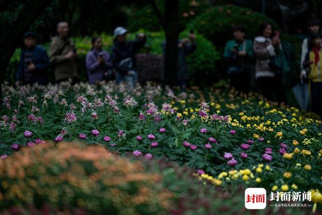 成都人民公园：700多种菊花等你来赏｜图集