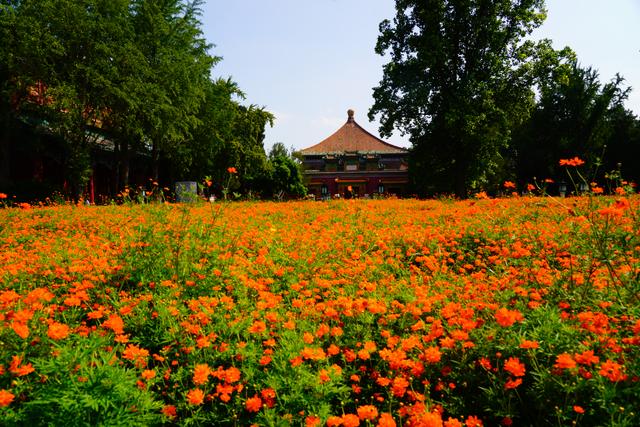 北海公园万佛楼景区硫化菊花海进入最佳观赏期