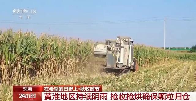 阴雨致秋收受阻 霉变玉米仅两三毛一斤