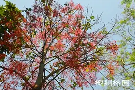 柳州市园林科技园“火焰树”盛放迎客图片