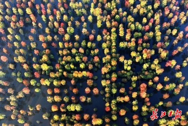 涨渡湖湿地森林公园层林尽染