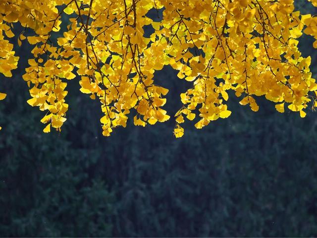 北京号最精彩｜惊艳！京城这些公园里藏着秋景“天花板”