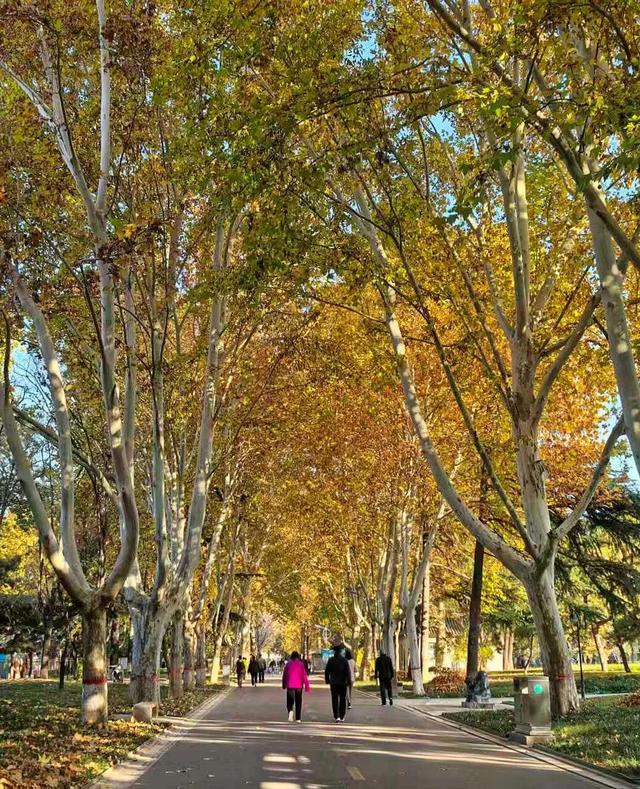 石家庄绝美“梧桐大道”已上线，打卡攻略来了→