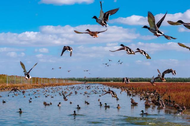 初冬条子泥湿地美如画
