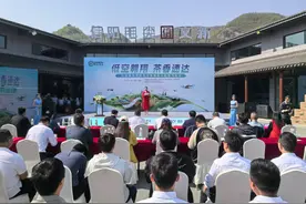 无人机寄递春茶 信阳毛尖茶香速达图片