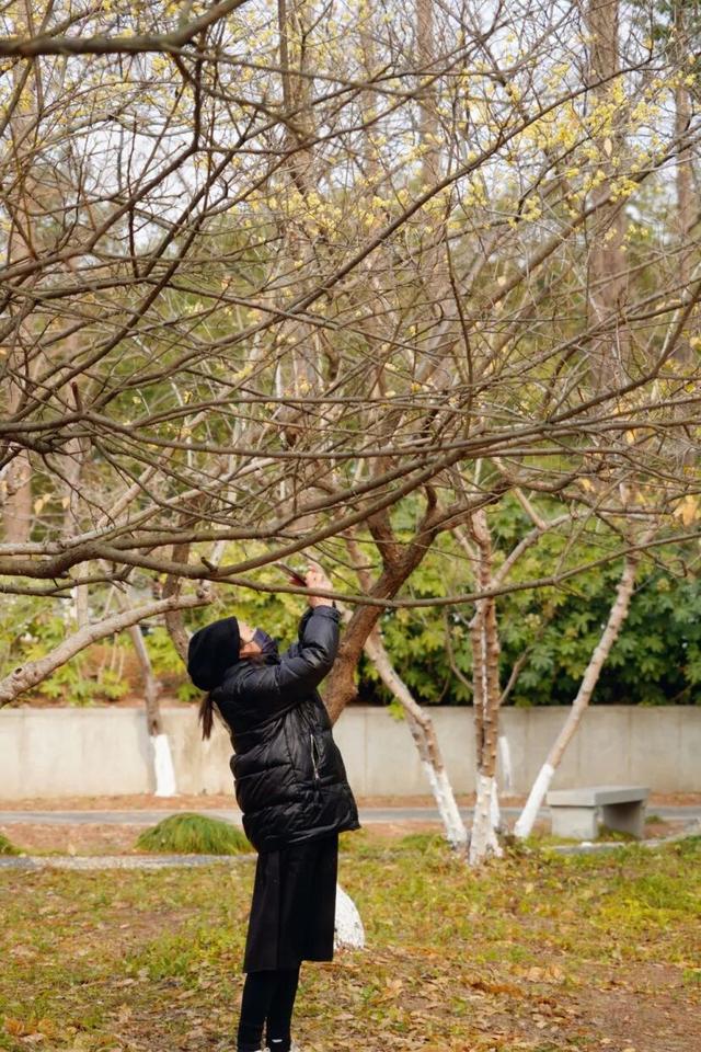 太仓“中式美学天花板”，要来了！