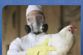 “蛋荒”暴露美国农业供应链脆弱性图片