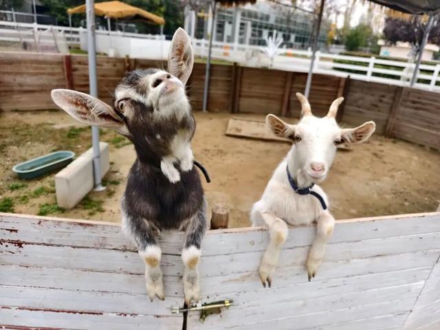 西安出发1h！这4个宝藏农场！