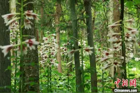 贵州剑河40万株野百合竞相绽放图片