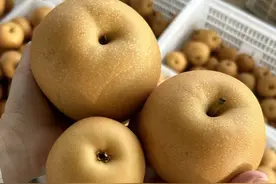 黄陂木兰湖畔，秋月梨甜蜜上市啦！图片