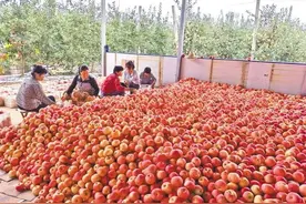 千阳：苹果成熟采收忙图片