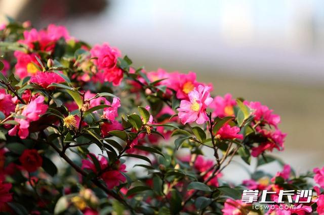 梅茶竞艳鸟翩跹，省植物园邀你共赴冬日限定之约丨组图