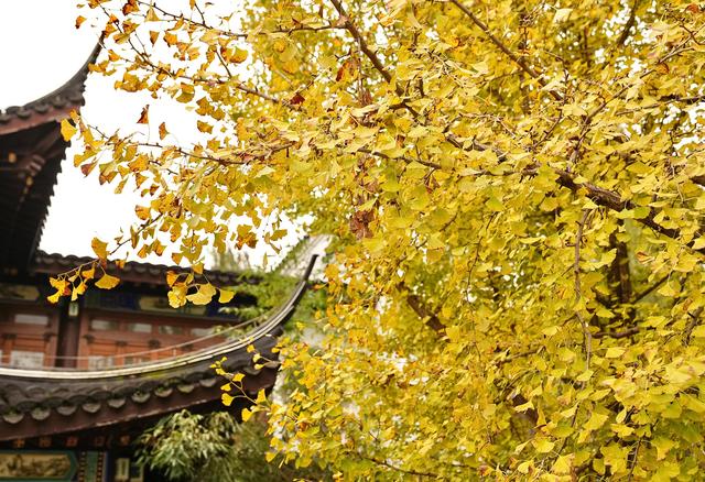 黄叶红花秋色浓，北宫国家森林公园迎来彩叶最佳观赏期