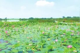 公安县：崇湖荷花别样红图片