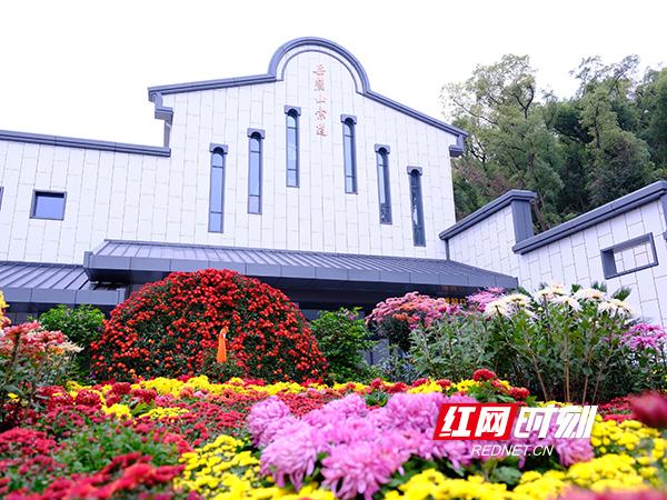 万紫千红撑起深秋颜值！岳麓山4万盆名菊等你打卡