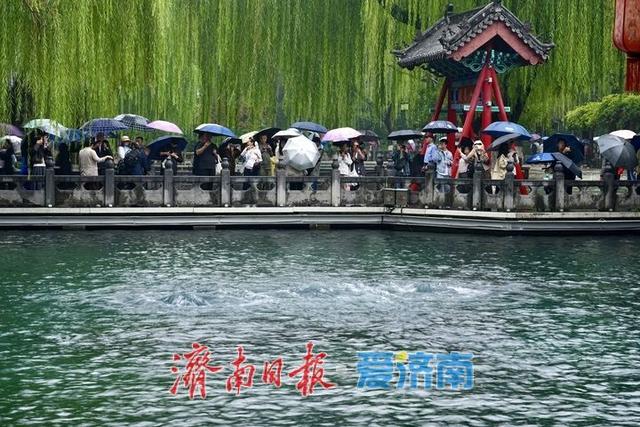 秋分遇秋雨，趵突泉水位七连涨