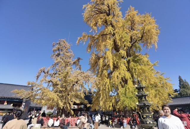 满树金黄！青岛这棵千年银杏已进入最佳观赏期