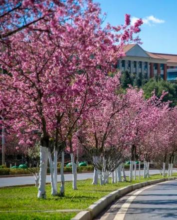冬樱花、梅花、郁金香、虞美人......昆明最全赏花攻略请查收