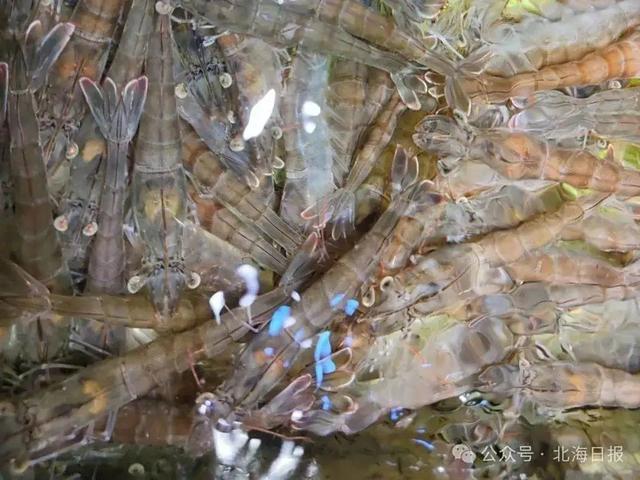 北部湾“18岁的海鲜”回来了！防城港、北海、钦州开海活动超全攻略看这篇→
