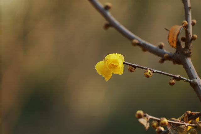 商视界｜柘城县：千树园蜡梅迎冬绽放