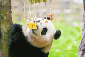 在神树坪，大熊猫“福宝”的第一个夏天图片