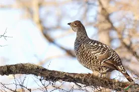 国家一级保护动物黑嘴松鸡现身大兴安岭图片