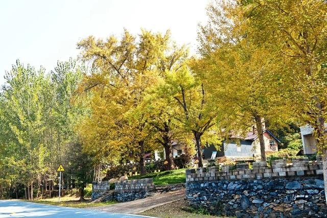 随州银杏谷“金秋畅游季”发布！解锁N种玩法