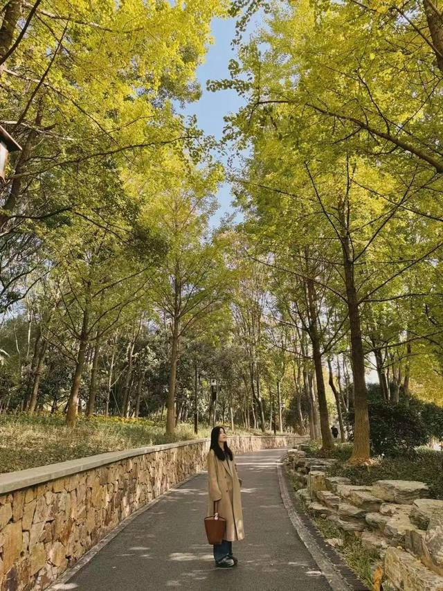 武昌赏秋天花板！这条被推荐100次的山路，迎来最美时刻