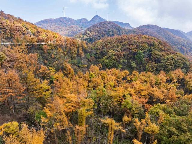 保康：彩林入画醉横冲 层林尽处听风吟