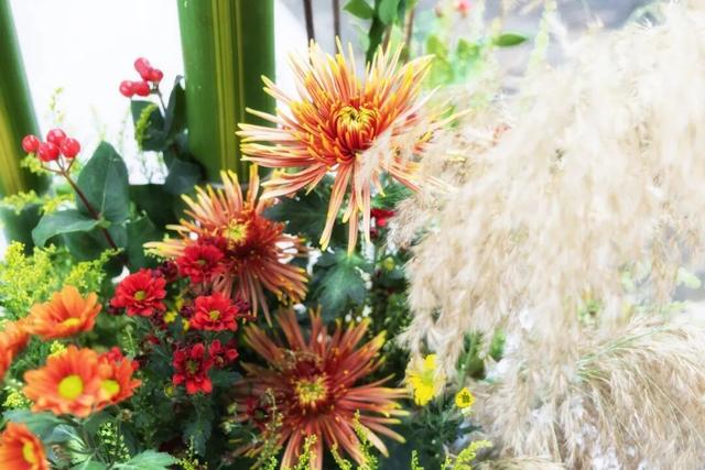 今日开幕！6000余盆菊花绽放，就在海淀这个公园——