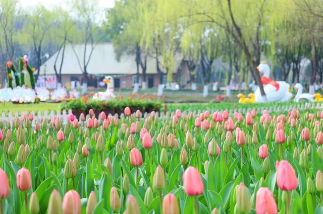 南京全城开花，九宫格装不下