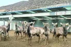 群加“鹿” 致富路图片