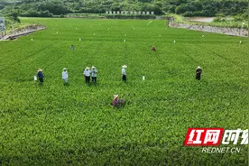 衡南：田间管理精细化 超级杂交水稻攻关基地水稻长势良好图片