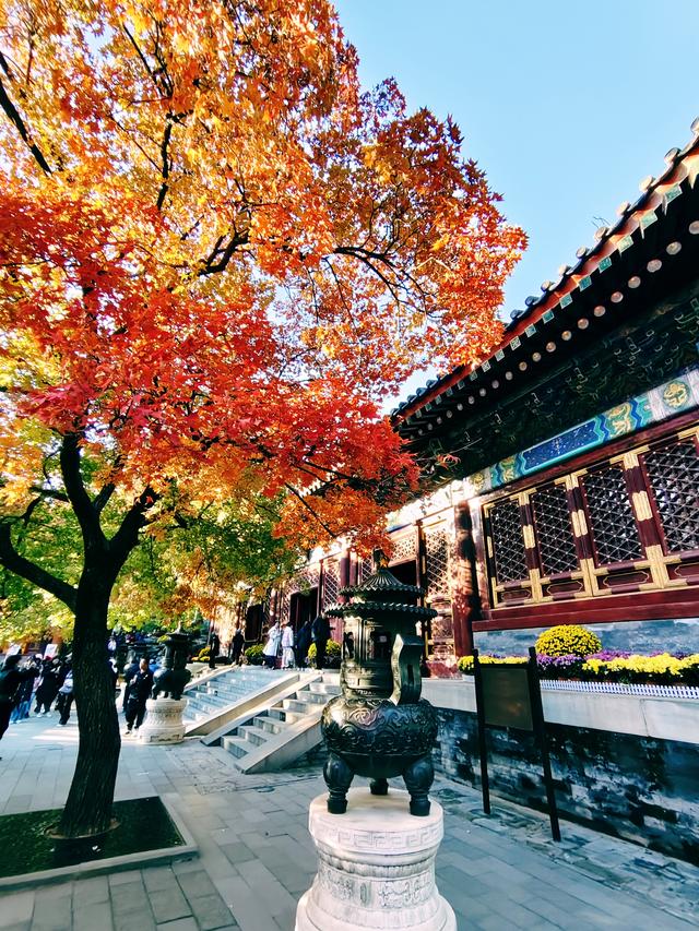 今日北京晴朗微风，有空走走，赏秋正当时