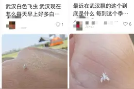 街头现密密麻麻“柳絮”状飞虫引不适，专家：对人体无害，不必惊慌图片