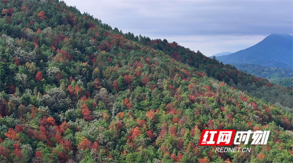 江永：红枫染冬 美景入画