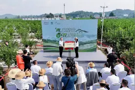 政企牵手推动柠檬产业多元发展 乡村振兴 “青柠模式” 在四川安岳县开启图片