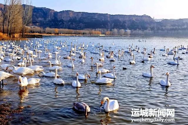 运城九大观鸟胜地邀你共赴冬日童话～