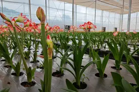 试种成功！朱顶红成为玉溪通海产业“新宠”图片