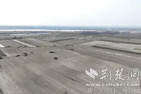 湖北老河口：春日好时光 山药播种忙图片