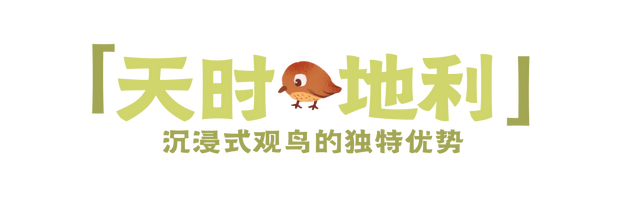 12.07 独立营｜冬日寻羽记：解码西湖候鸟的越冬密码！鸟类专家带队，探秘茅家埠“鸟类天堂”，体验听声辨鸟、飞羽寻踪的野趣周末！