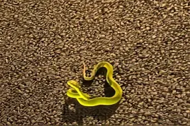 东莞一男子湖边散步被蛇咬，这样忍痛自救……广东哪些医院可打抗蛇毒血清？图片