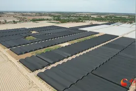 泾川：兴建羊肚菌种植示范基地 延伸设施蔬菜产业链条图片