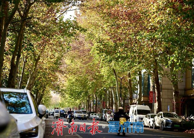 一年四季 泉在济南丨马鞍山路梧桐披“渐变彩裳”，秋末冬初诗意浓