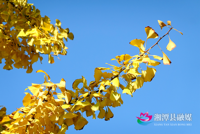 湘潭县银杏路：满目金黄入画来