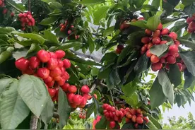 年产值超13亿，临沂大樱桃撬动“甜蜜经济”图片