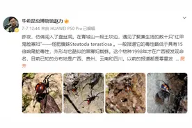 毒性是响尾蛇15倍！知名景点出现几十只“黑寡妇”近亲图片